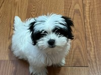 Yavru Morkie