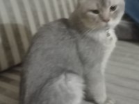 5 buçuk aylık erkek british shorthair silver safkan