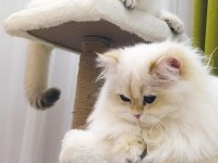 British shorthair golden dişi