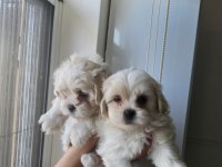 Maltese bebiş köpekler