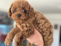 Petmode köpek çiftliğinden kore toy poodle