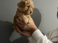 2 red 1 apricot son 3 yavru poodle