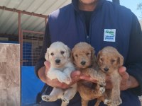 Standart poodle efsane bebekler