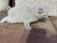 2 Aylık Yavru Scottish Fold Tuvalet Eğitimli