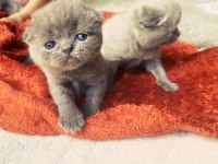 scottish fold kırık kulaktır dişi ve erkek