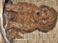Toy Poodle Bebekler