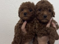 2 ADET ERKEK TOY POODLE 55 GÜNLÜK
