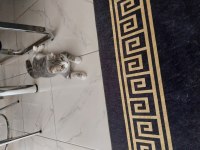 Yavru ve eğitimli scottish fold