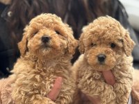 Ciciş Ciciş Maltipoo Bebişler