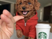 MİCRO TEDDY BEAR TOY POODLE