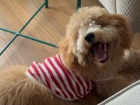 6 Aylık Poodle Yavrum