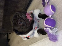 Yetişkin siyah pug