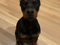 Fenasal estetikli doberman yavrular