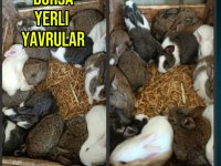Bursa yerli yavru tavşanlar