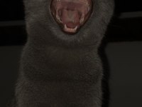 British shorthair kedimiz paşa atlas