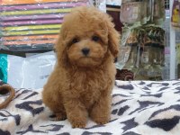 IRK GARANTİLİ TOY POODLE YAVRULARI