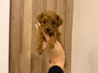 Sevimli Bebek Köpekler Yeni Sahiplerini Bekliyor