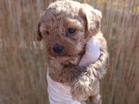 toy poodle bebeklerimiz rezervasyona açıktır