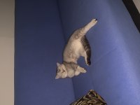 Uygun Puanla Sahiplendirilecek British Shorthair Oğlum