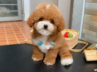 Birbirinden güzel poodle bebeklerimiz