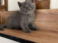 Orjinal ırkta nadir bulunan bir cins british shorthair