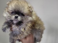Pomeranian orange renk