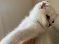 2 aylık scottish fold bebekler