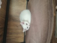 Cana yakın sakin british shorthair çocuğum