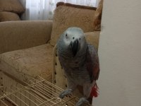 Red faktör jako papağanı