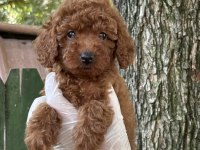 Nadir Güzellikte Poodle Yavrular