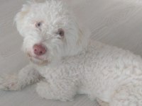 Terrier çipli köpeğimiz