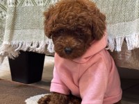 Orijinal Toy Poodle