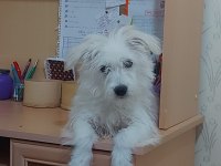 5 aylık 0 numara dişi terrier