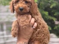 A kalite sınıf poodle yavrularımız