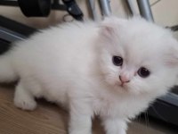 Lynx blue point british shorthair yavrular