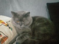 British shorthair kedisi