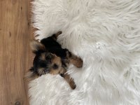 0 numara Yorkshire terrier