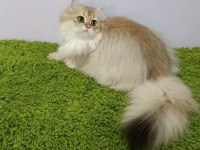 British longhair black golden sevimli cana yakın Uysal