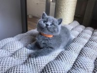 Brıtısh Shorthair Gri Yavrularım