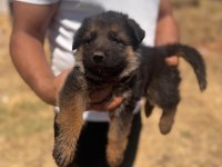 Alman kurdu bebeklerimiz için acele edin