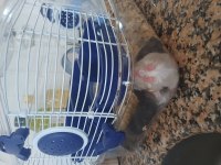 Hamster yavru 1 aylık