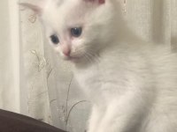 Erkek 2 aylık british shorthair