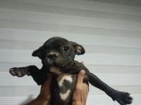 French bulldog yavruları gençlik aşıları tam