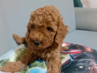 Sağlıklı Poodle Yavrular