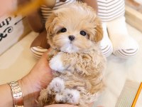 SEVIMLI SEVGILI DOLU TOY POODLE BEBISLERIMIZ