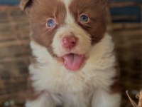 Border Collie Yavrular