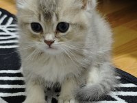A kalite british shorthair blue golden