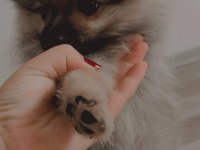 Pomeranian boo