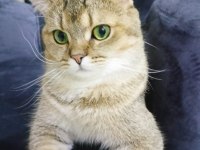 British golden tabby eğitilimli uysal 1 yaşında kedi