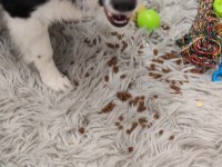 Fcı Kıf Şecereli Mikro çipli 6 aylık aşılı border collie